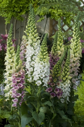Picture of Digitalis (Foxglove) - Candy Mountain Mixed